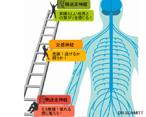 ポリヴェーガル理論イメージ