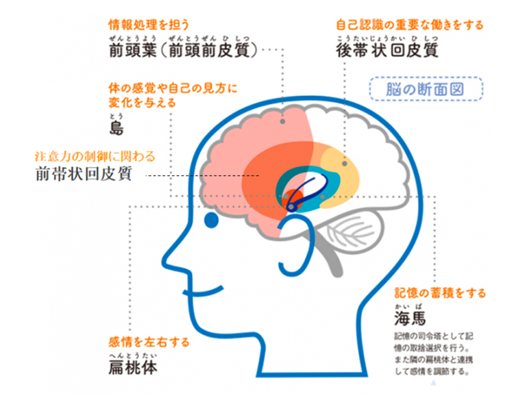 トラウマ（PTSD）のメカニズム